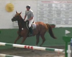 Springpferd Balida de Baloubet (Westfale, 2003, von Baloubet du Rouet)