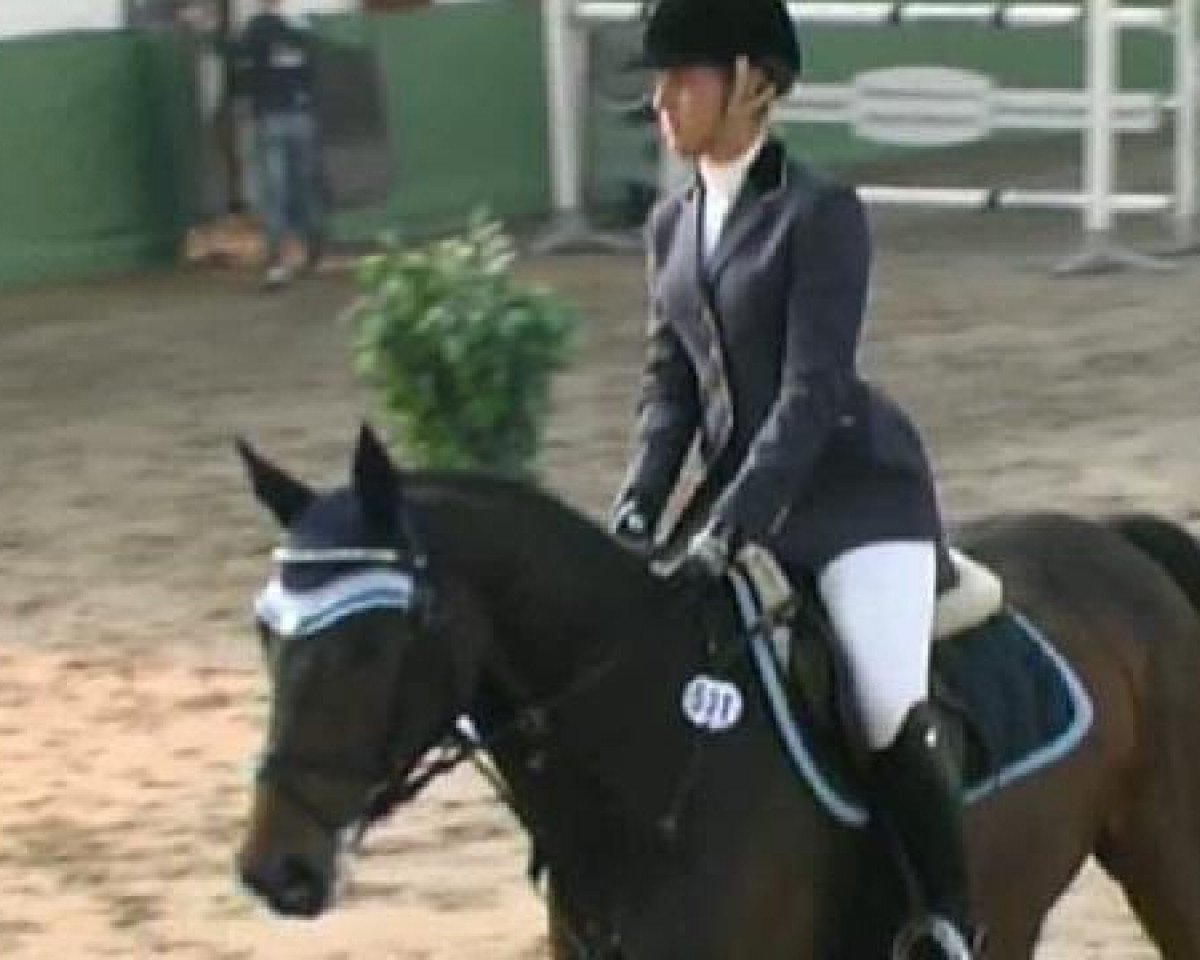 Cavallo da salto Quintero F (Holsteiner, 2005, di Quinar)