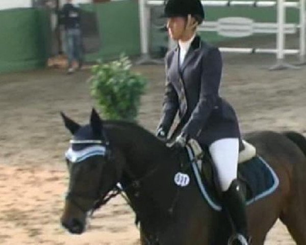 jumper Quintero F (Holsteiner, 2005, from Quinar)