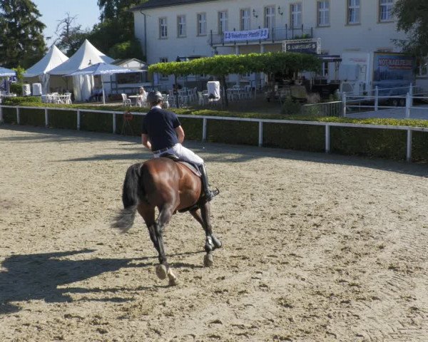 Reitturnier St.Wendel, Gestüt Welvert 2022