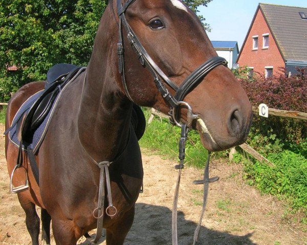 broodmare Pussy Delux (Hanoverian, 2005, from Prince Thatch xx) broodmare Pussy Delux (Hanoverian, 2005, from Prince Thatch xx)