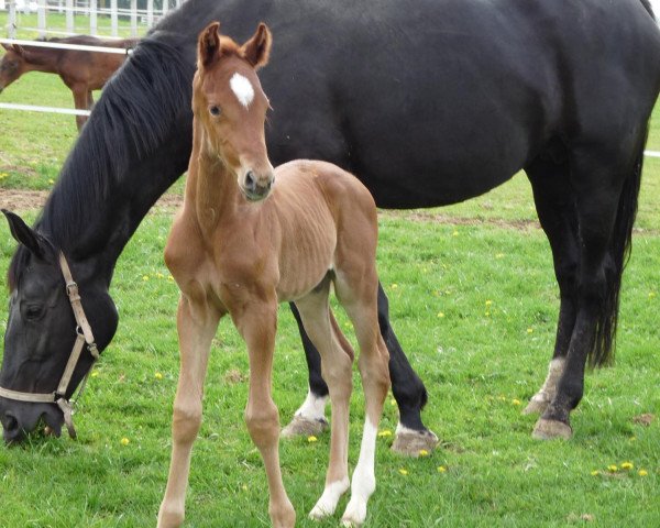 broodmare Florentine (Bavarian, 1999, from Donnerschlag)