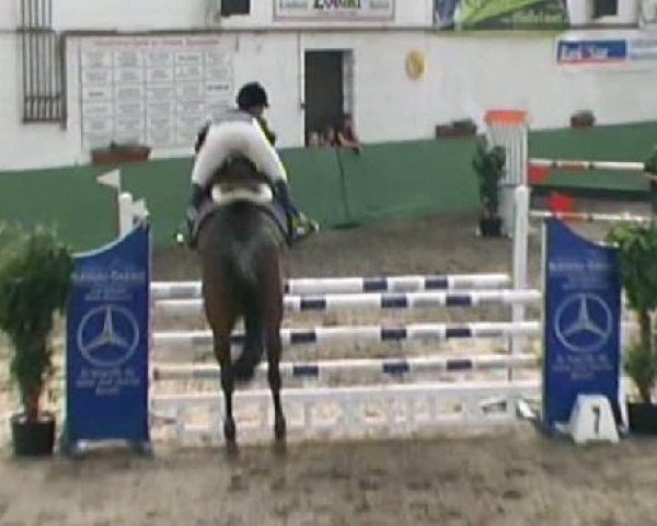jumper Vis a Vis 10 (Holsteiner, 2005, from Quidam de Revel) jumper Vis a Vis 10 (Holsteiner, 2005, from Quidam de Revel)