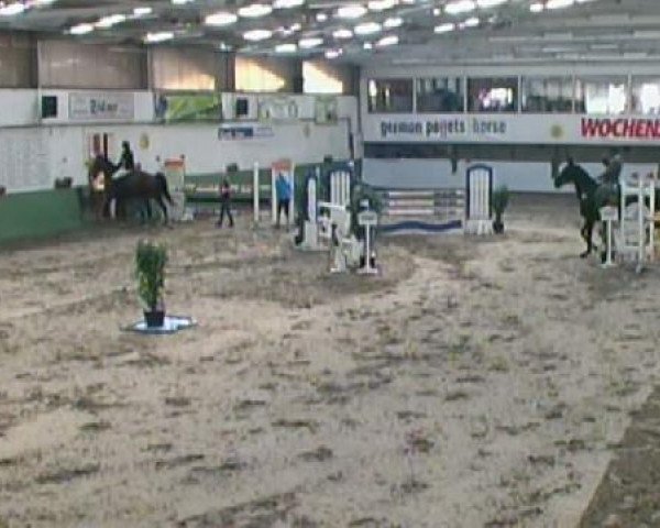 horse Granny Fox (Hanoverian, 2001, from Graf Top)