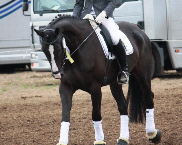 horse Atlantic As 2 (Hanoverian, 2004, from Adlantico As)