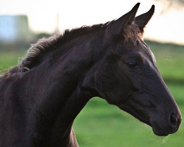broodmare Fortuny (Westphalian, 2011, from Fürstenball) broodmare Fortuny (Westphalian, 2011, from Fürstenball)