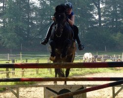 dressage horse Call of Duty (Oldenburg, 2003, from Couleur Rubin)