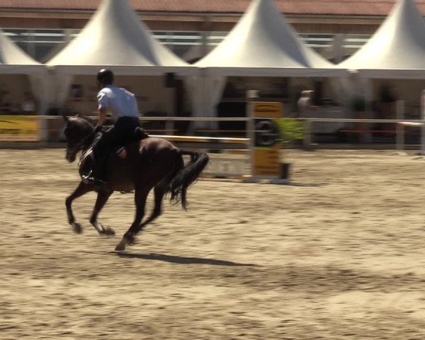 Reitturnier Werne 2022