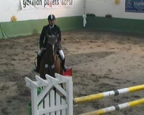 Springpferd Apollo Me (KWPN (Niederländisches Warmblut), 2001, von Andiamo)