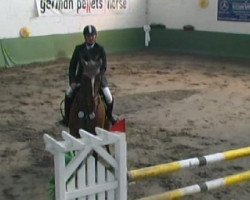 jumper Apollo Me (KWPN (Royal Dutch Sporthorse), 2001, from Andiamo)
