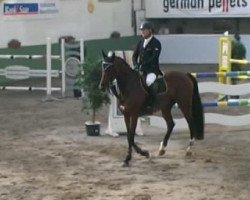 jumper Laverin de Saar (Zweibrücken, 2004, from Lavarin)