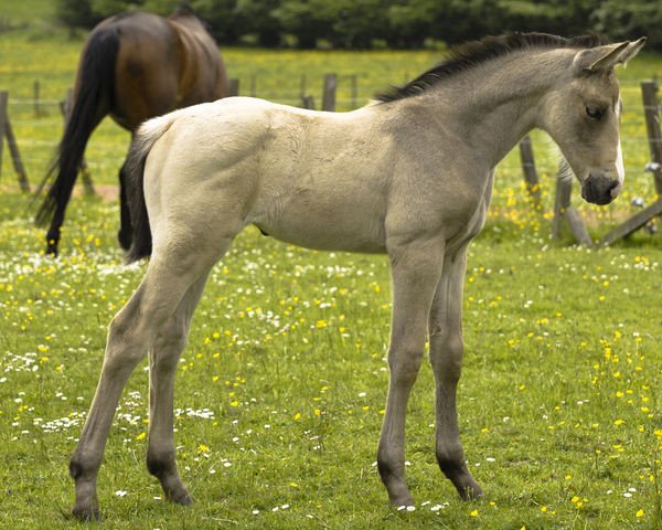 Pferd Dignity (Scottish Sports Horse, 2008, von McJonnas)