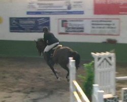 Cheval de saut Comoloco (Rhinelander, 2000, de Cosinus B)