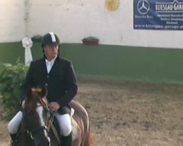 jumper Mustang du Clocher (Selle Français, 2000, from Urbain du Monnai)