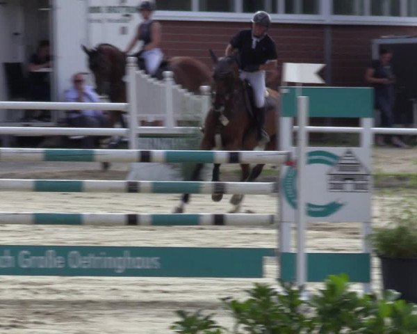 Reitturnier Werne 2022