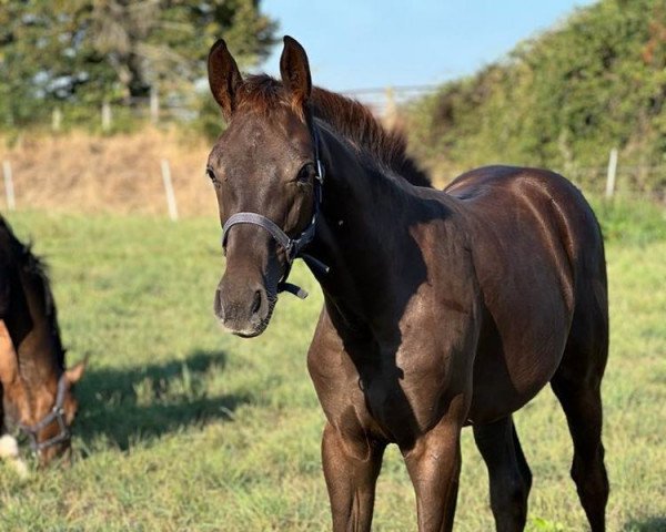 broodmare Belle de Jour (Rhinelander, 2022, from Belvedere NRW)