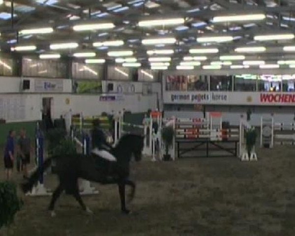 jumper Ronaldo G (Rhinelander, 2001, from Rosenfürst N) jumper Ronaldo G (Rhinelander, 2001, from Rosenfürst N)