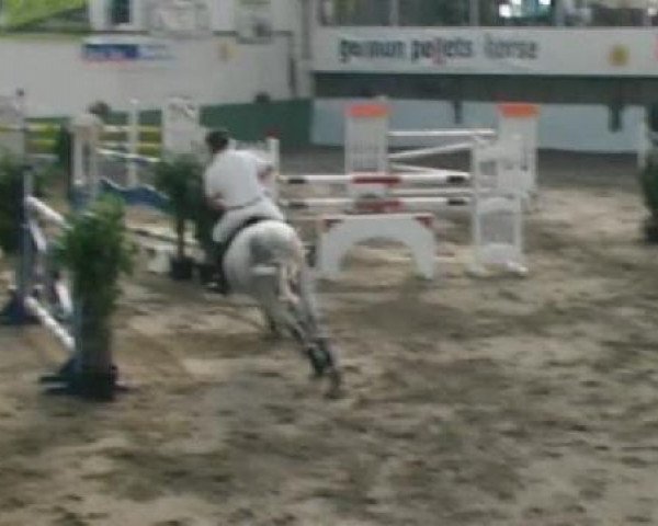broodmare Van Schijndel's Withney H (Belgian Warmblood, 1999, from Darco)