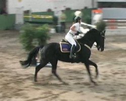 jumper Velbot2 (Ukrainisches riding horse, 2001)