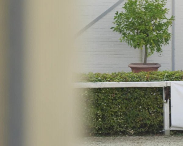 Reitturnier St.Wendel, Gestüt Welvert 2022