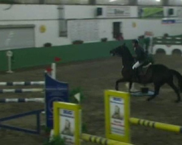 jumper Chiradella (Württemberger, 1999, from Cento)