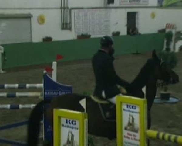 Springpferd Double Dutch (KWPN (Niederländisches Warmblut), 1996, von Burggraaf)