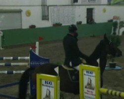 jumper Double Dutch (KWPN (Royal Dutch Sporthorse), 1996, from Burggraaf)