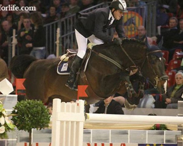 stallion Wonderful Van ’t Beugelhof (Belgian Warmblood, 1999, from Darco)