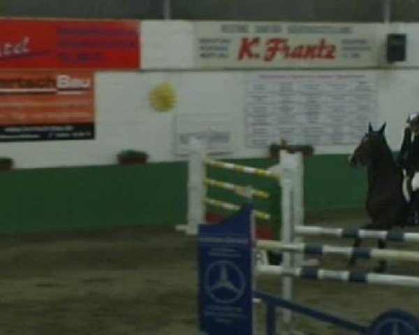 Zuchtstute Ticini (KWPN (Niederländisches Warmblut), 2000, von Hors La Loi II)