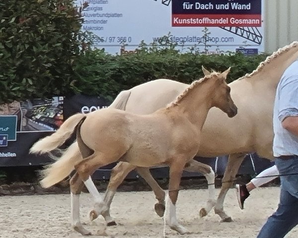 horse Nico Sunshine K (German Riding Pony, 2022, from FS Next Diamond)