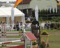 Springpferd Chestello 3 (Holsteiner, 2000, von Corrado I)