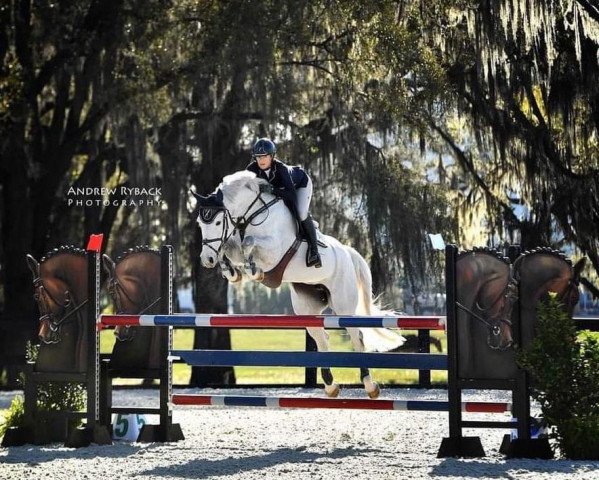 horse Grammy Jo PJ (Hanoverian, 2012, from Grey Top)