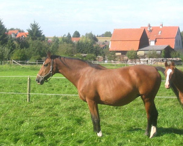 Zuchtstute Celda (Holsteiner, 1988, von Corleone)