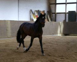 jumper Quelle Beaute (Holsteiner, 2005, from Quintero)