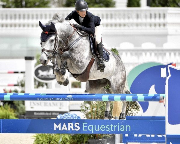 stallion Confire PJ (Hanoverian, 2015, from Calido I)