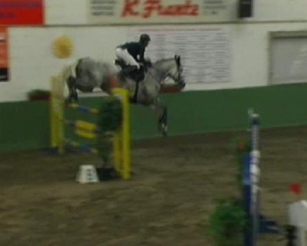 jumper Cinderella 558 (Zweibrücken, 2004, from Colman) jumper Cinderella 558 (Zweibrücken, 2004, from Colman)