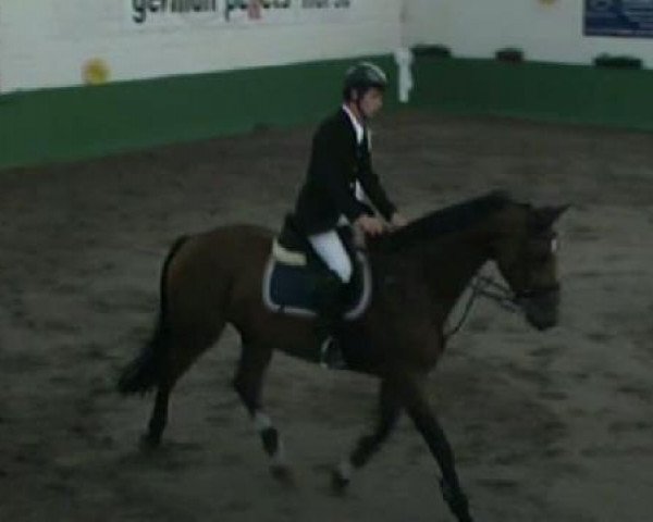 Springpferd Amadeus 837 (Holsteiner, 2004, von Askari)