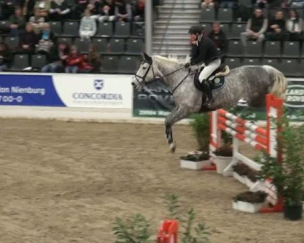 Zuchtstute Toccina (Holsteiner, 2003, von Carolus I)