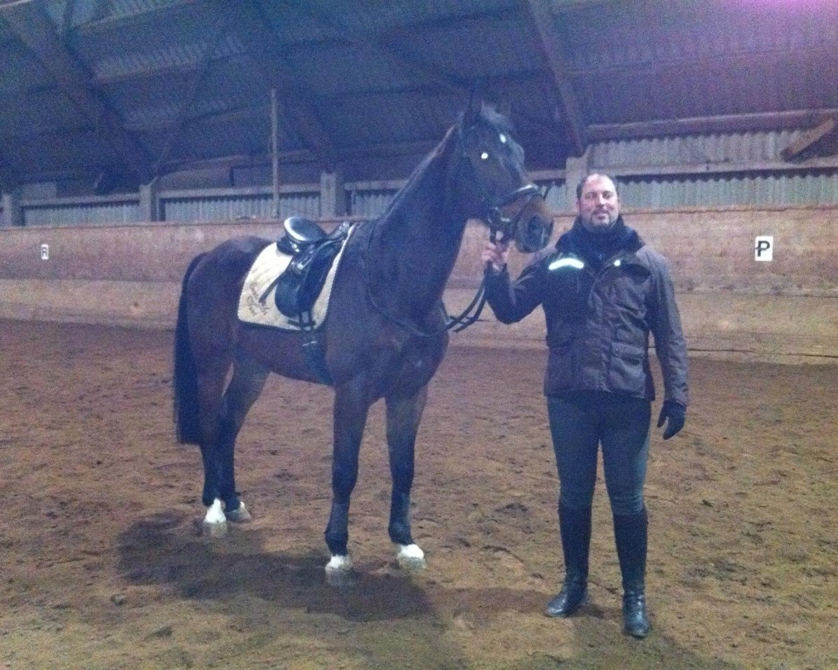 horse Cinto (Hanoverian, 2001, from Calido I)