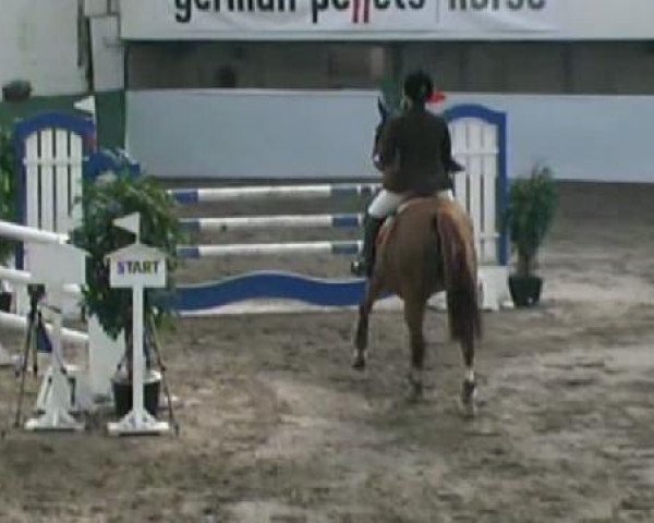 jumper Patagiro (Westphalian, 1995, from Phoenix)