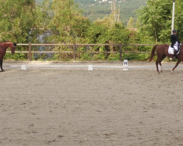 Reitturnier Bübinger Hof 2022