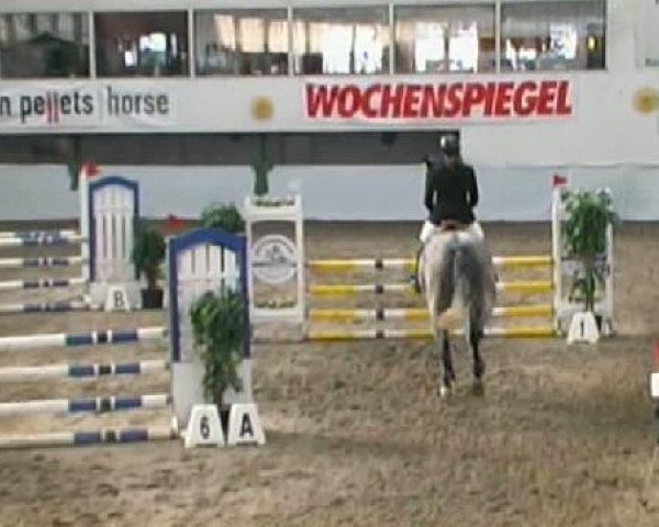 jumper Casio 9 (Oldenburg show jumper, 2006, from Calato) jumper Casio 9 (Oldenburg show jumper, 2006, from Calato)