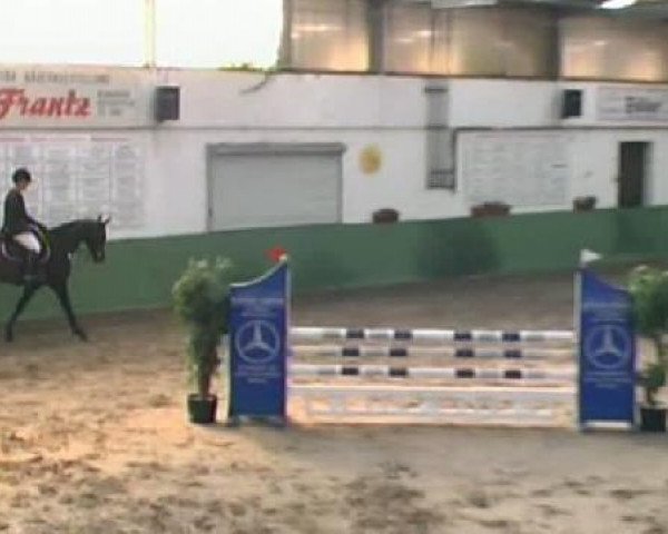 horse Emily Electric (Czech Warmblood, 2006, from Carismo II 123 FIN)