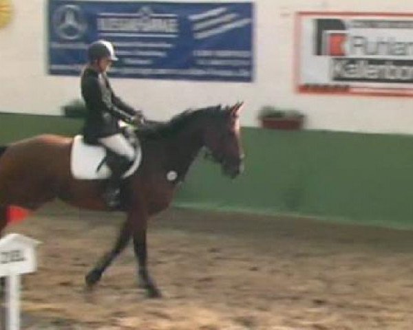Springpferd Gatsby 158 (Hannoveraner, 2006, von Graf Top)