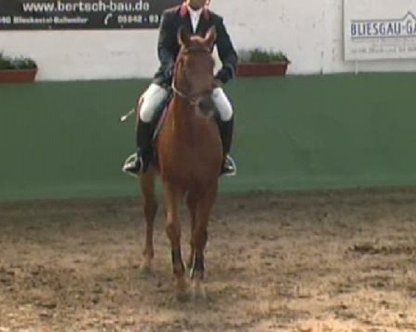 Deckhengst Niels (Zweibrücker, 2005, von Nemo)