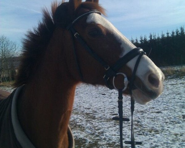 broodmare Dira 17 (German Sport Horse, 1990, from Vers I Mo 3345)