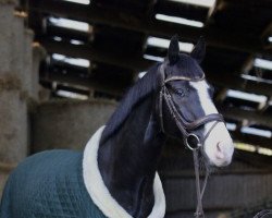 dressage horse Golden Done (Hanoverian, 2015, from Gandhi)