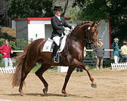 dressage horse Deja vu (Württemberger, 2000, from Dr. Jackson D)