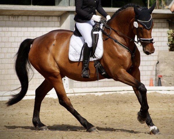 broodmare Casandra van het Scheefkastell Z (Zangersheide riding horse, 2011, from Calido I)