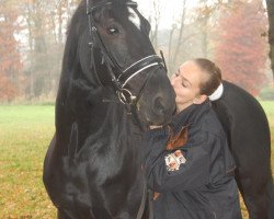 Dressurpferd Ramon le fidele (Rheinländer, 2006, von Moosbends Ricardos)